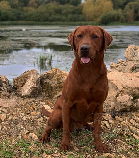 Labrador Rescue Kent Labrador Rescue Kent is essentially a charity devoted to caring, fostering, and rehoming Labradors battling to discover their permanent place to live. . Reputable labrador breeders uk
